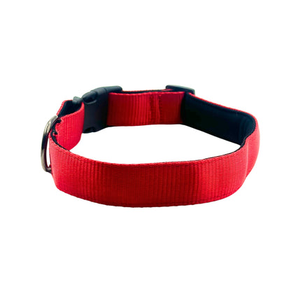 Petblush Bold Padded Collars with Lock Buckle