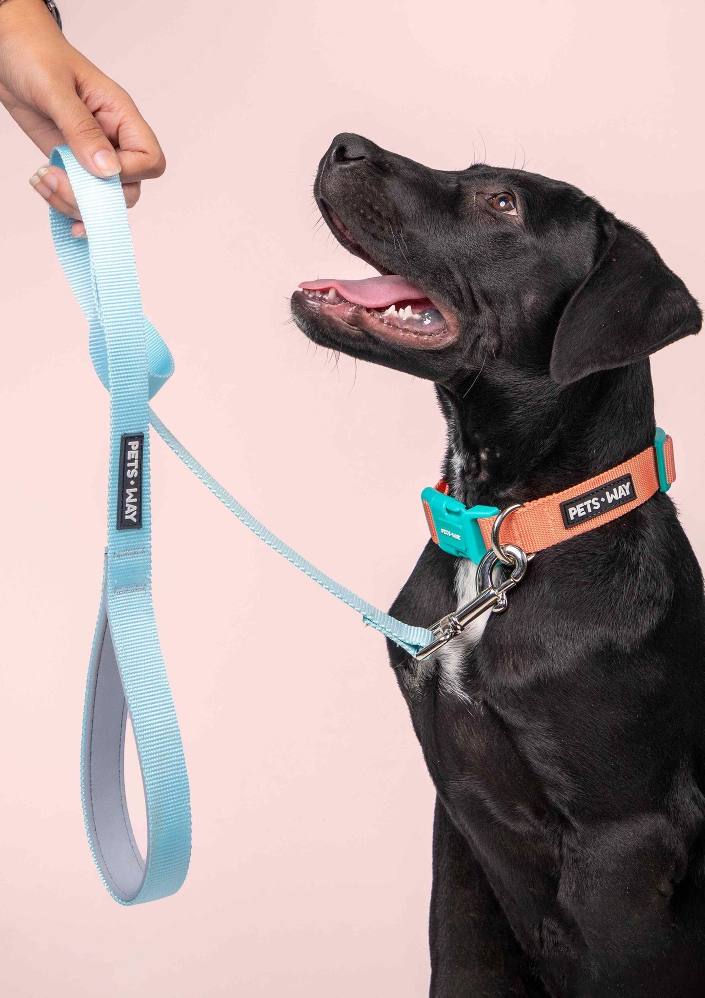 Sky Dog Leash