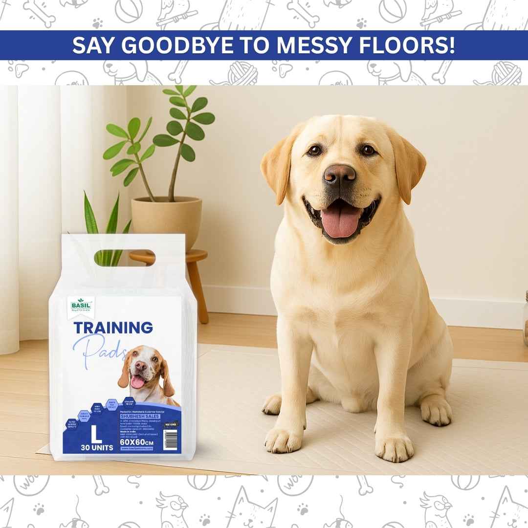 Training Pee Pads, Large (60x60 CMS)