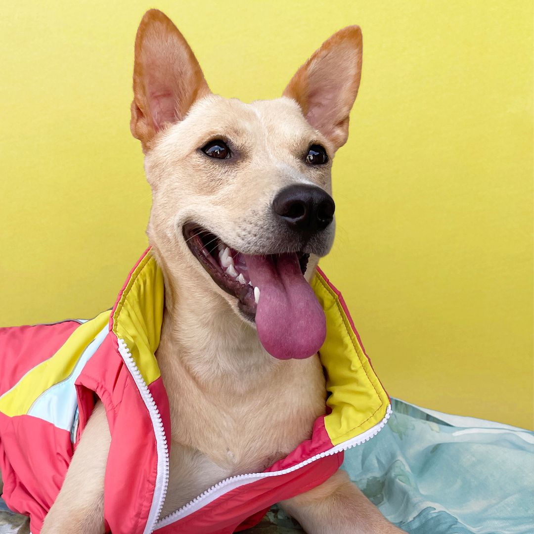 Winterberry Ice Fall Combo