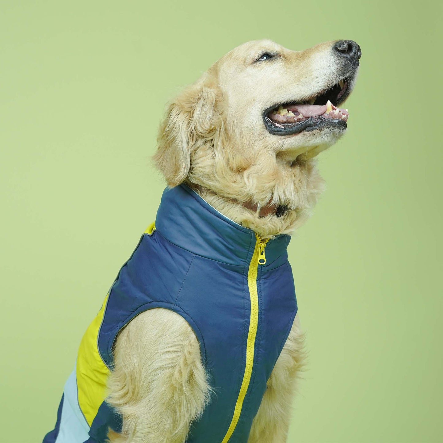 Winterberry - Airforce Dog Jacket